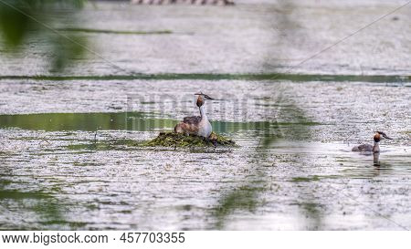 Great Crested Grebe, Podiceps Cristatus, Water Bird Sitting On The Nest, Nesting Time On The Green L