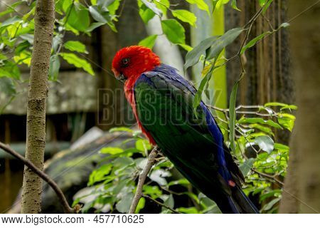 Bird, Parrot (eclectus Roratus), Burung Nuri Sitting On The Pal Tree Trunk. Beautiful Parrot On Gree