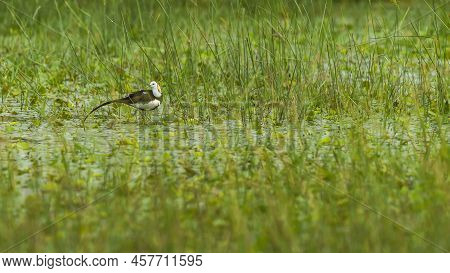 Pheasant Tailed Jacana Or Hydrophasianus Chirurgus In Natural Green Background At Wetland Of Keolade