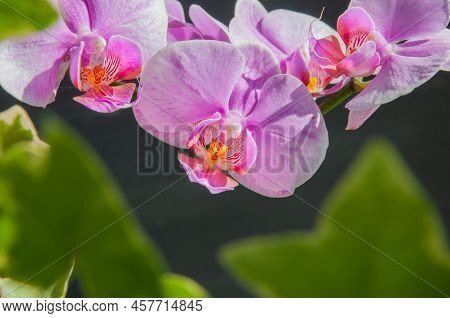 A Beautiful Tropical Pink Phalaenopsis Orchid
