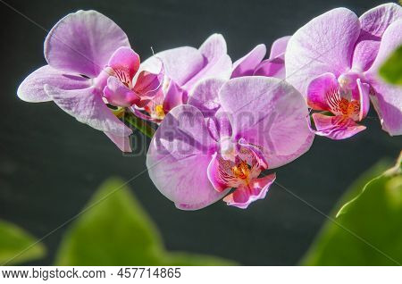 Close-up Of A Beautiful Tropical Pink Phalaenopsis Orchid In The Sunlight