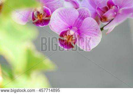A Beautiful Tropical Pink Phalaenopsis Orchid