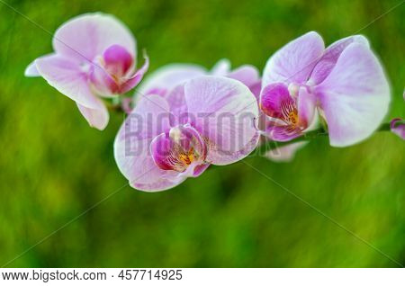 A Beautiful Tropical Pink Phalaenopsis Orchid