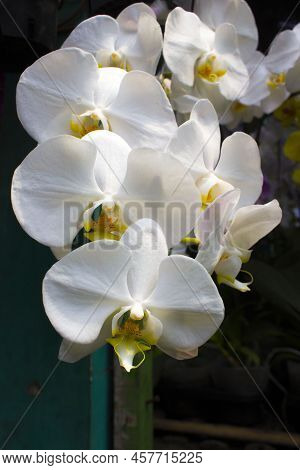 Exotic Flowers Of The Orchid Moon (phalaenopsis Amabilis) Bloom. Also Called Puspa Pesona, Anggrek B