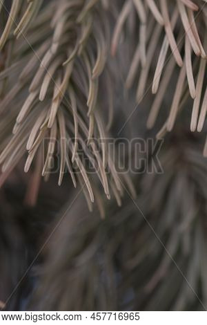Yellowed Withered Spruce Branch Close-up. A Concept For Cleaning A Christmas Tree.