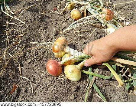 Crop Of Spring Onions In The Field Close-up