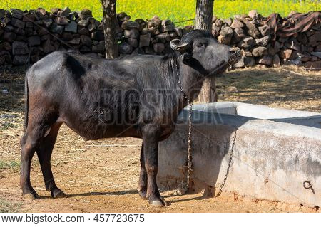 Domestic Water Buffalo In Rural Village. Asian Water Buffalo.