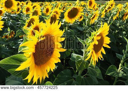 Agricultural Sunflowers Field. The Helianthus Sunflower Is A Genus Of Plants In The Asteraceae Famil