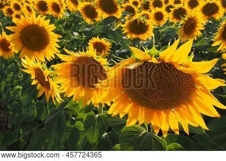 Agricultural Sunflowers Field. The Helianthus Sunflower Is A Genus Of Plants In The Asteraceae Famil
