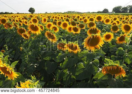 Agricultural Sunflowers Field. The Helianthus Sunflower Is A Genus Of Plants In The Asteraceae Famil