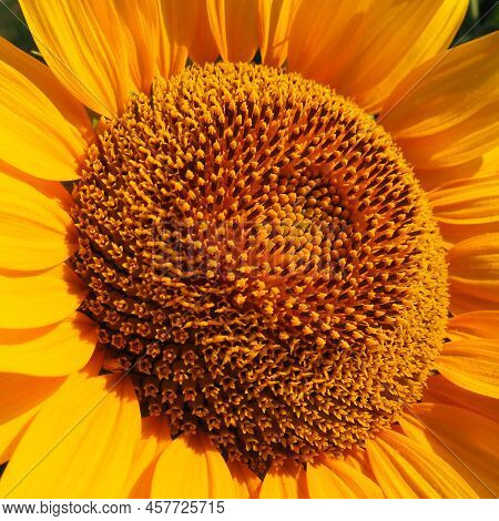 The Helianthus Sunflower Is A Genus Of Plants In The Asteraceae Family. Annual Sunflower And Tuberou