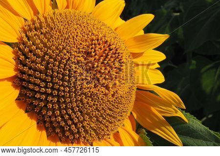 The Helianthus Sunflower Is A Genus Of Plants In The Asteraceae Family. Annual Sunflower And Tuberou
