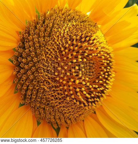 The Helianthus Sunflower Is A Genus Of Plants In The Asteraceae Family. Annual Sunflower And Tuberou