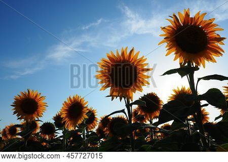 The Helianthus Sunflower, Asteraceae Family. Annual Sunflower And Tuberous Sunflower. Agricultural F