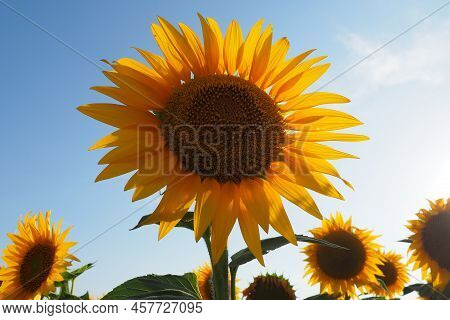The Helianthus Sunflower, Asteraceae Family. Annual Sunflower And Tuberous Sunflower. Agricultural F