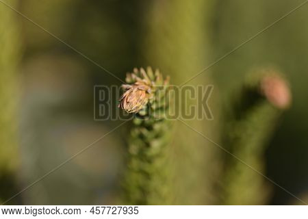 Japanese Cedar Dinger Branch In The Spring