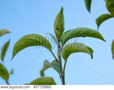 Ants And Aphids On A Branch. Aphid Eats Leaves Of A Tree. Tree Disease. Farm Aphids Destroying Crop 