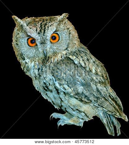 Owl (otus Bakkamoena)