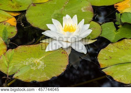 White Blooming Water Lily With Green Leaves In A Water Pond, Kordel, Germany