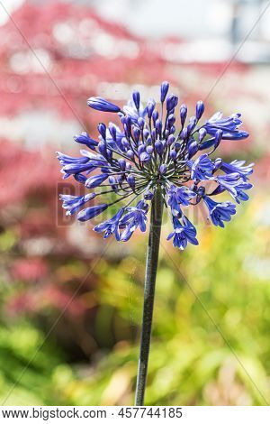 Close Up Of A Agapanthus Flower Blooming, Germany