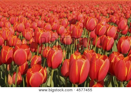 ทิวลิปสีแดง