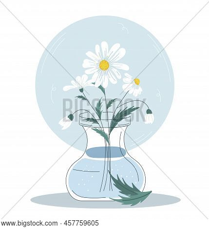 Flowers In Vase. Beautiful Bouquet Of Daisies. White Chamomiles With Green Stem In Carafe Of Water. 