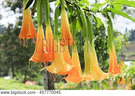 Yellow Brugmansia Or Bunga Terompet, Angel's Trumpet Or Datura Flower Blossom In A Garden