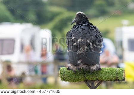 Black Vulture (coragyps Atratus) Juvenile
