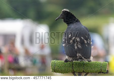 Black Vulture (coragyps Atratus) Juvenile
