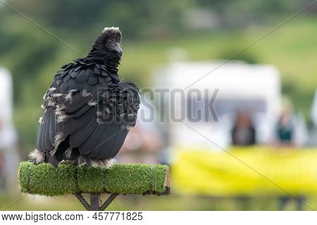 Black Vulture (coragyps Atratus) Juvenile