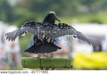 Black Vulture (coragyps Atratus) Juvenile