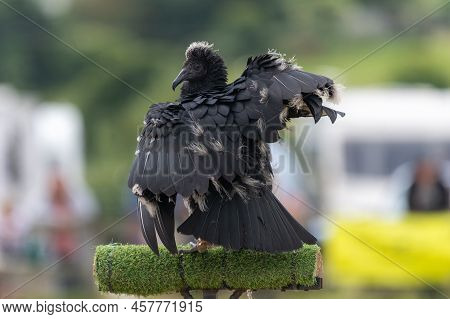 Black Vulture (coragyps Atratus) Juvenile