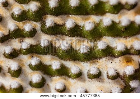 Opuntia