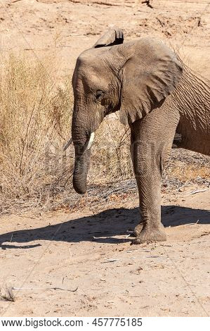 Closeup Of An African Desert Elephant - Loxodonta Africana- Wandering In The Desert In North Western