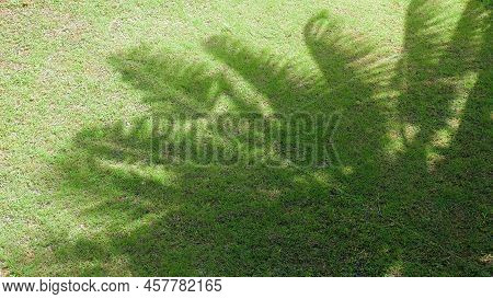 Rainy Day In Tropical Jungle With Palm Trees. Rain Drops Down With Palm Tree Shadows On Green Grass 