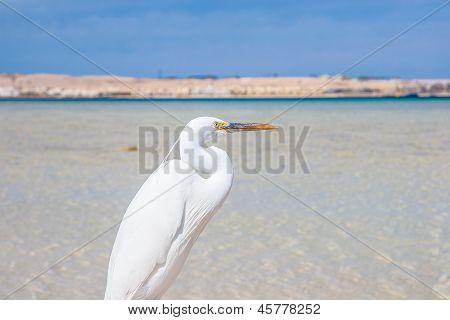 Seidenreiher (Egretta Garzetta) bei wild life