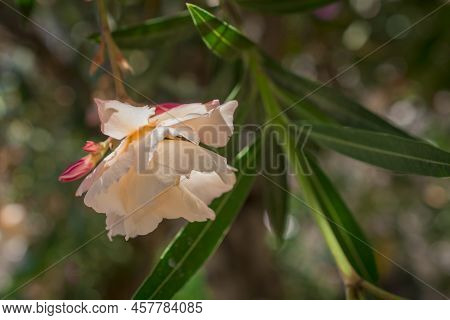 The Bright Red Nerium Oleander Flowers Are So Beautiful