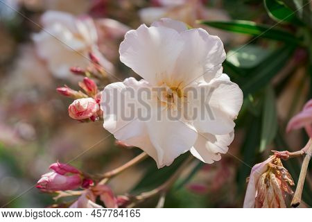 The Bright Red Nerium Oleander Flowers Are So Beautiful