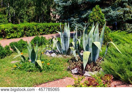 Agave Tequilana, Commonly Called Blue Agave (agave Azul) Or Tequila Agave