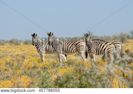 Plains Zebras (equus Burchelli) In Natural Habitat, Etosha National Park, Namibia