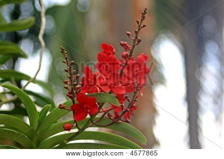Vanda orchidea