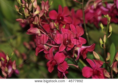 Vanda orchidea
