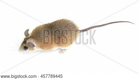 Spiny Mouse And Running Ball On White Background
