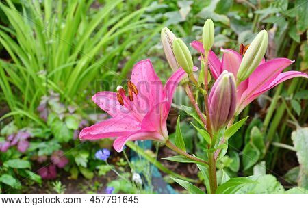 Lily Flower Of The La Hybrid Fangio Variety Is Red-crimson After The Rain