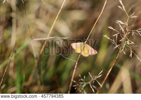 Portrait Of A Red Banded Moth In The Grass Of A Meadow. A Butterfly In A Meadow, Meadow Plant. Beaut