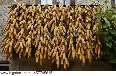 Corn. Corn Cobs Hanging On The Balcony Of A House
