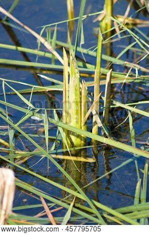 Close-up Of Broadleaf Cattail Growing From Water With Selective Focus On Foreground
