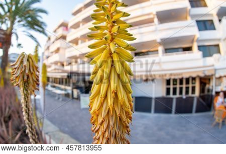 February 02 2022-various Bright Yellow Tropical Flowers Are Found On The Streets Of Puerto Rico's Gr