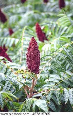 Sumac Vinegar Tree Close-up. Burgundy Sumac Flowers.
