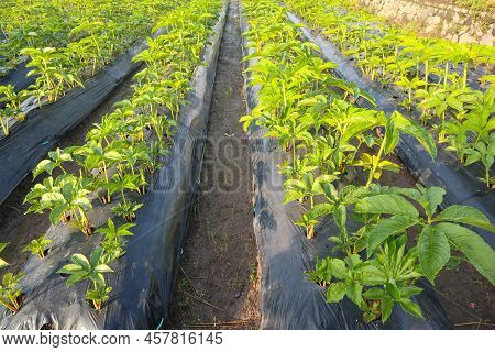 Porang Field Or Amorphophallus Muelleri Blume Also Known As Porang, Iles-iles, Elephant Foot, Sweet 